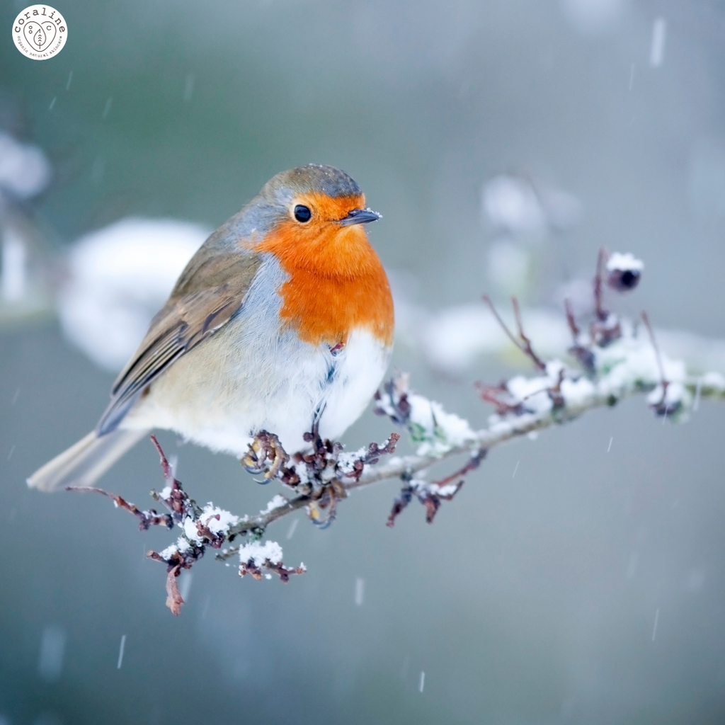 Make Winter Wonderful for Your Skin ❄️